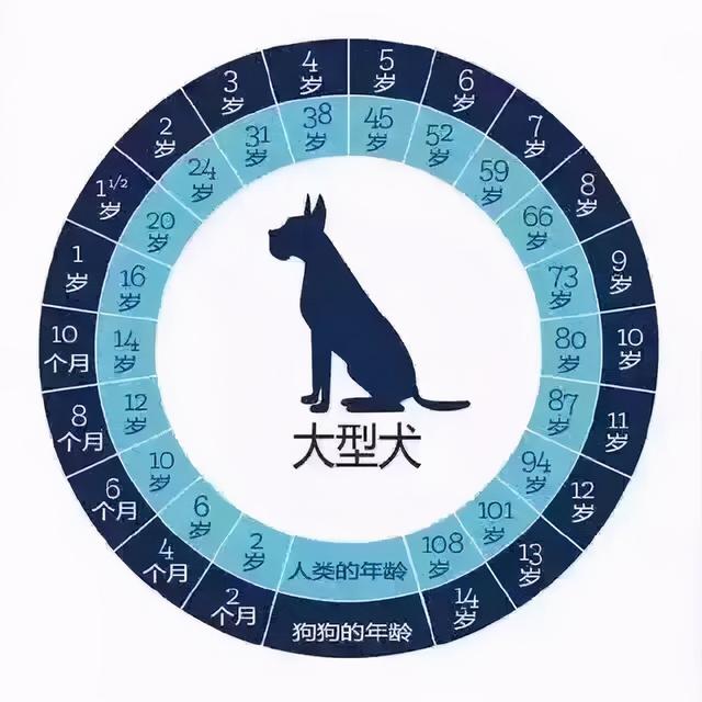 狗狗年龄怎么算对照表(狗与人的年龄对照表图片)