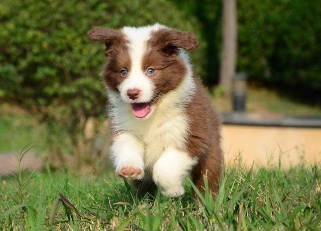 幼犬是几个月到几个月小型犬（狗的一生有哪几个阶段图片）