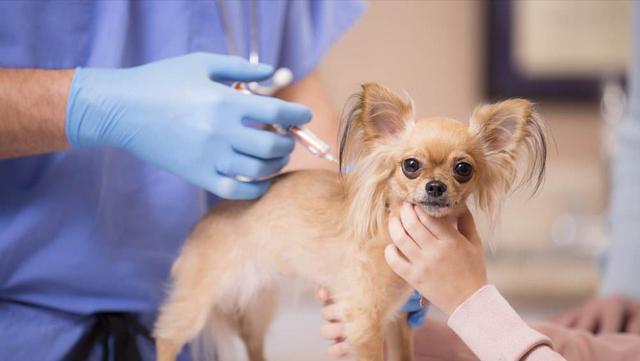 小奶狗有狂犬病毒吗?怎么判别有没有（狗狗得狂犬病症状有哪些表现）