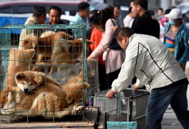 土狗多大开始变凶猛（怎么挑选性格温顺的土狗狗）