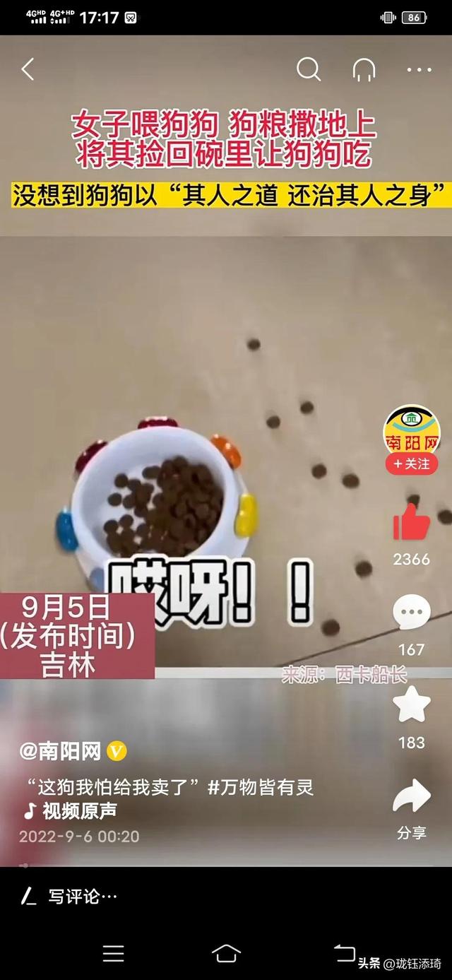 狗狗能不能吃红枣?（边牧把主人教育了会怎么样）