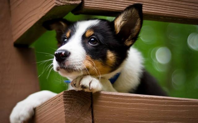 幼犬是几个月到几个月小型犬（狗的一生有哪几个阶段图片）