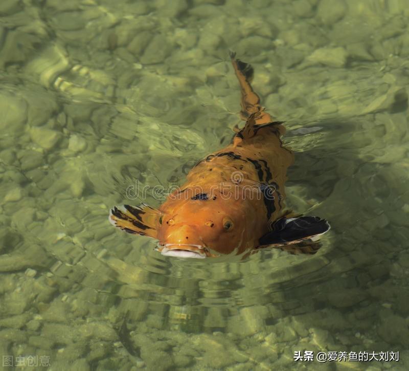 一般养金鱼几条吉利些(家里鱼缸养鱼养几条好)