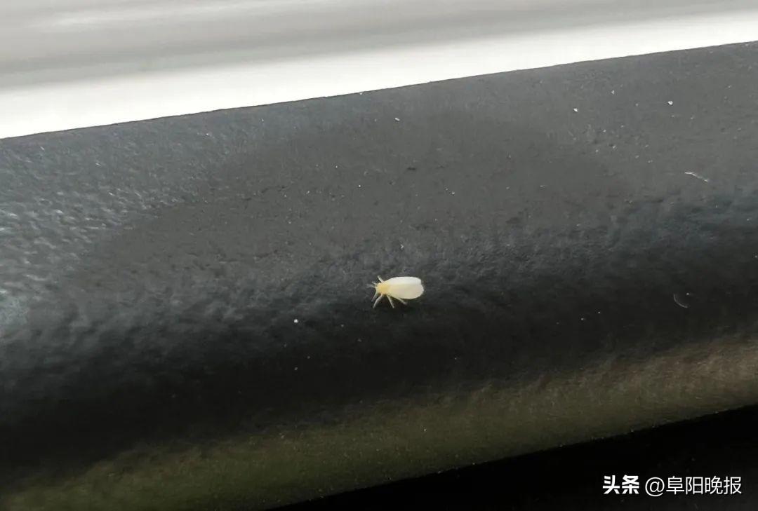 极小的小白点虫子是什么虫(植物上白色的小飞虫是什么虫)