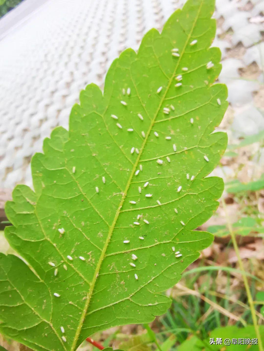 极小的小白点虫子是什么虫(植物上白色的小飞虫是什么虫)