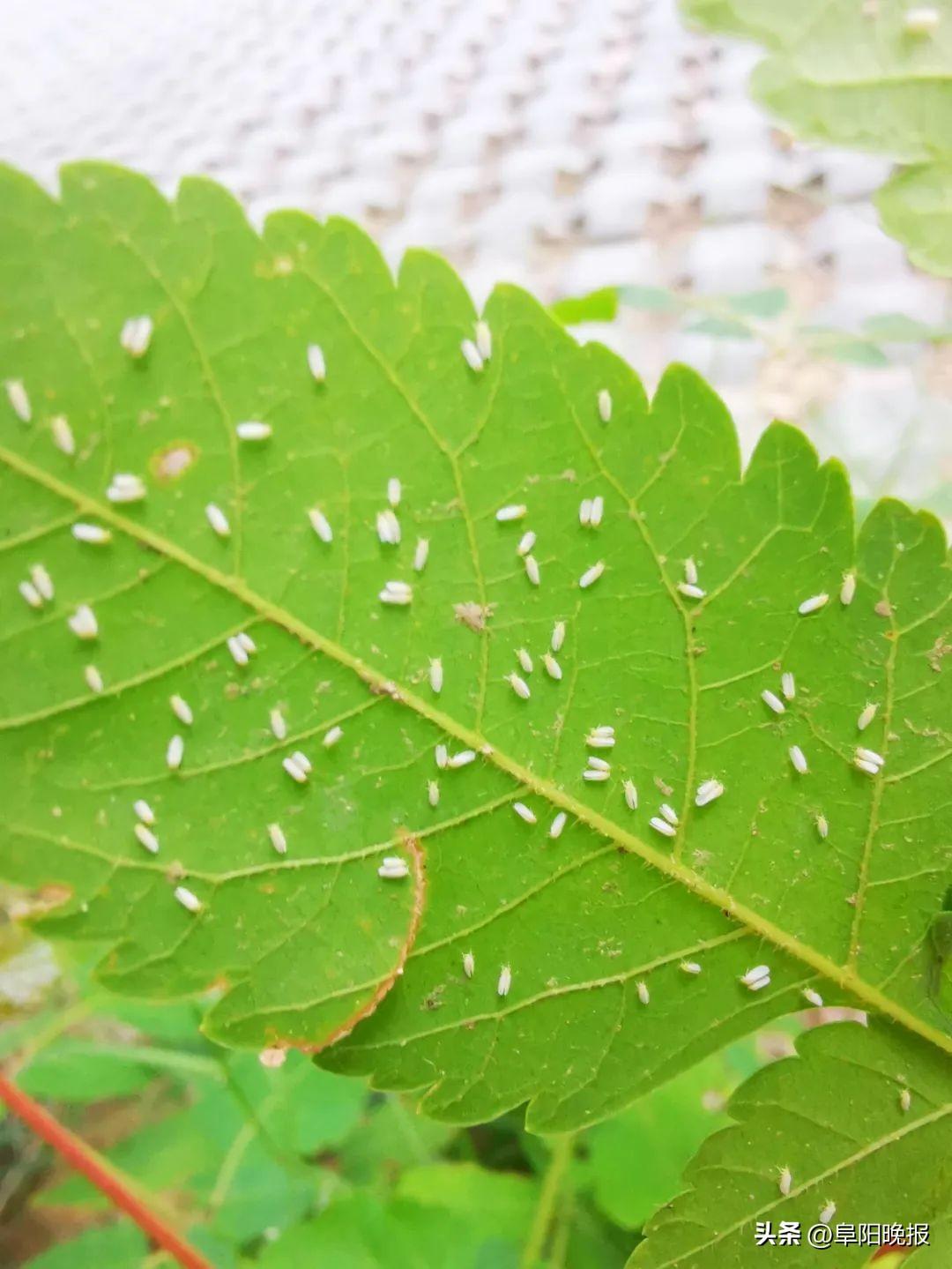 极小的小白点虫子是什么虫(植物上白色的小飞虫是什么虫)