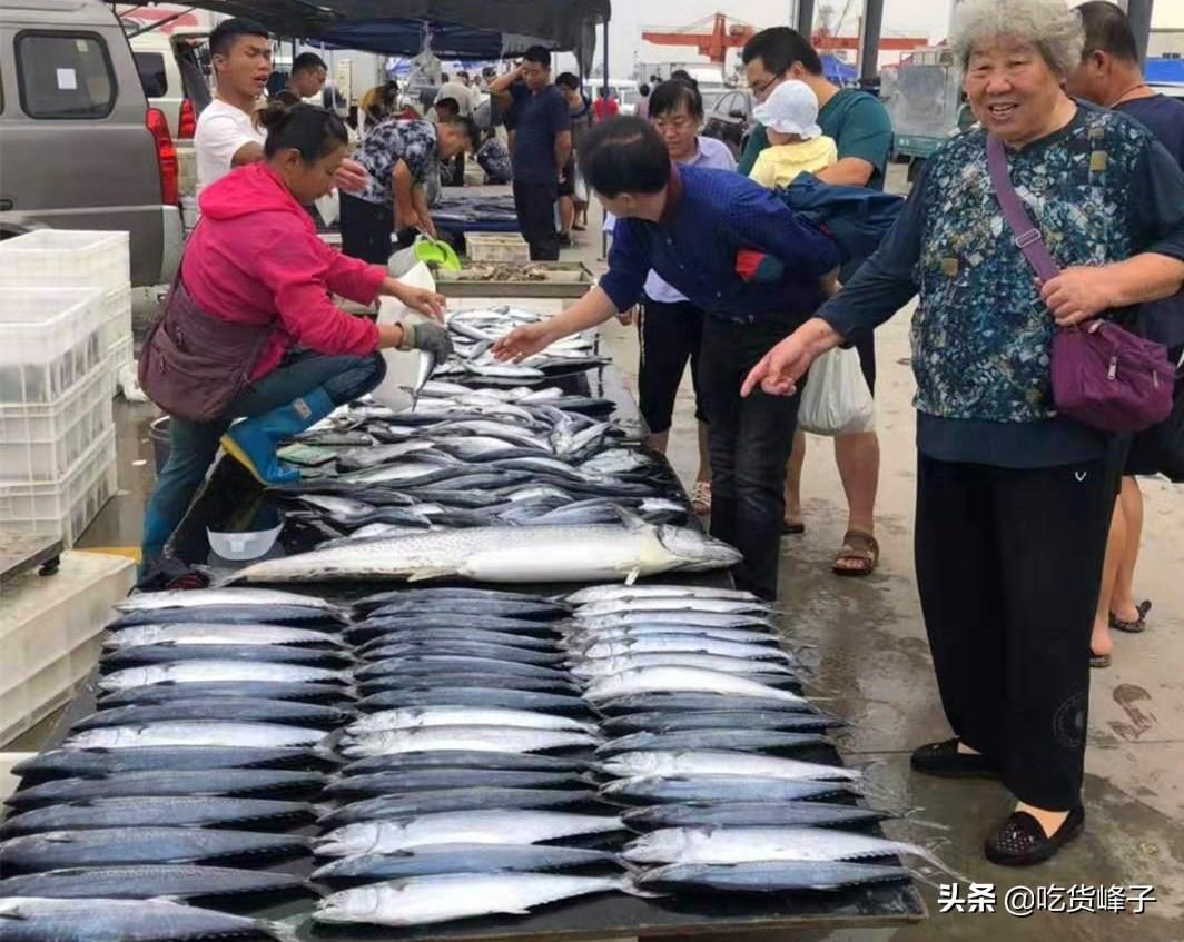 鲅鱼是什么鱼是海鱼吗(鲐鲅鱼和鲅鱼的区别图片)