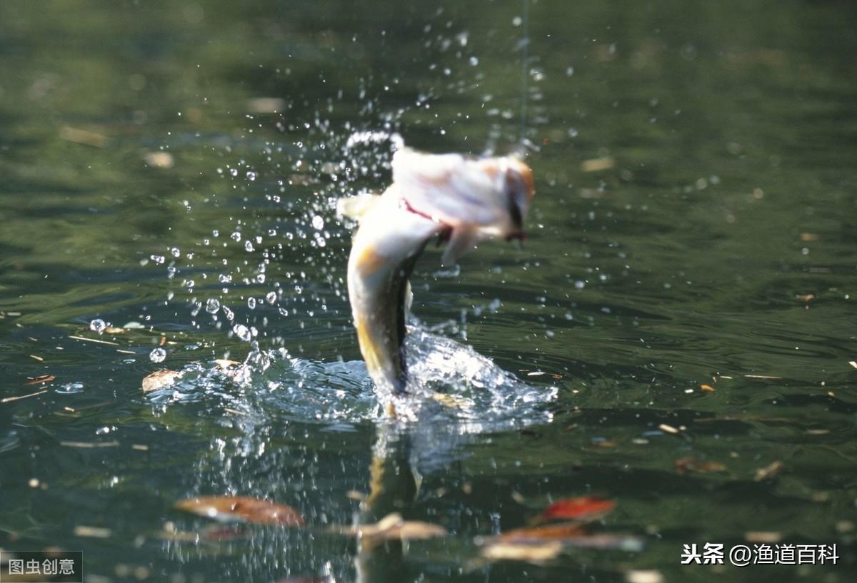 海竿可不可以当路亚竿用(路亚竿和海竿的区别在什么地方)