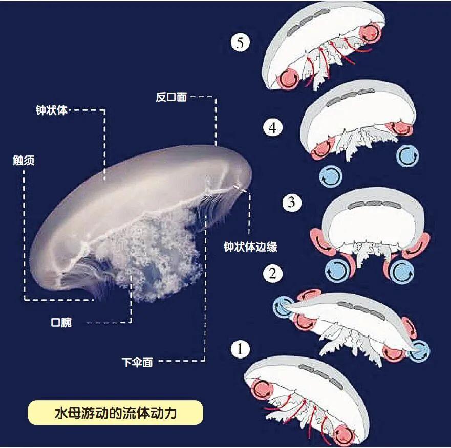 水母的活动方式和活动特点(水母快乐圈怎么吐)