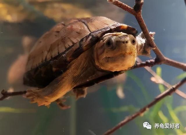 巴西龟吃什么食物?一般几天喂食一次(龟的喂养原则有哪些方面)