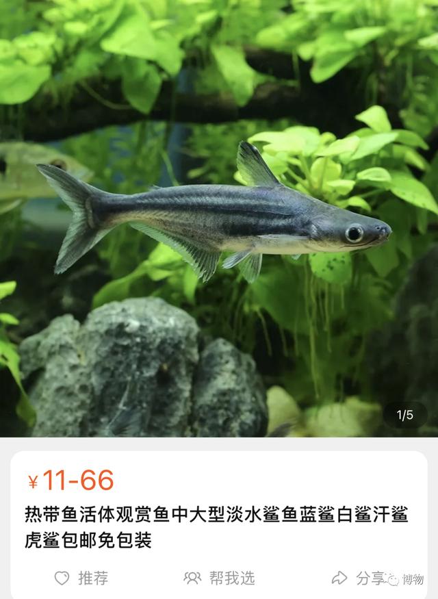 巴沙鱼是什么鱼是海鱼吗（市面上的巴沙鱼是什么鱼）