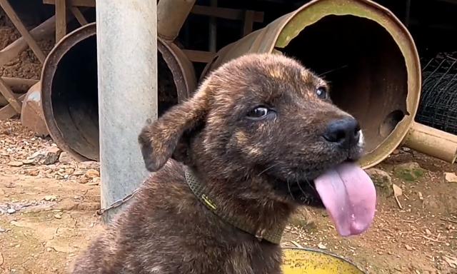 虎斑土狗多少钱一只幼崽可以养(虎斑犬幼犬怎样挑选品相)