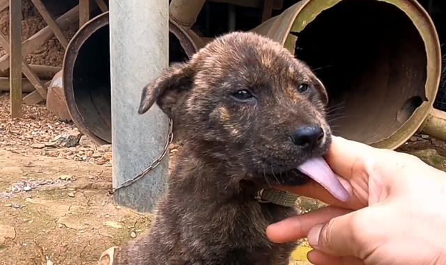 虎斑土狗多少钱一只幼崽可以养(虎斑犬幼犬怎样挑选品相)