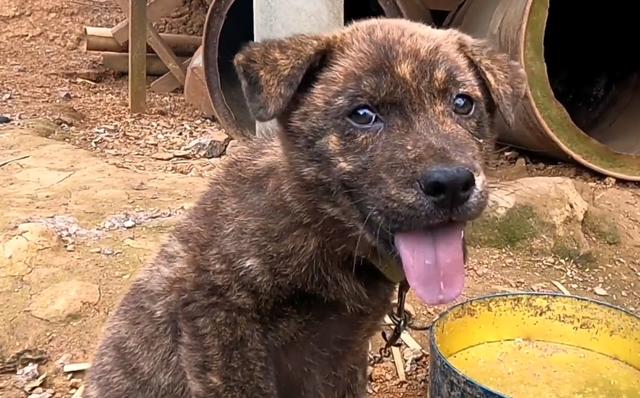 虎斑土狗多少钱一只幼崽可以养(虎斑犬幼犬怎样挑选品相)