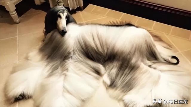 阿富汗猎犬图片及价格(养阿富汗猎犬日常花销大吗)