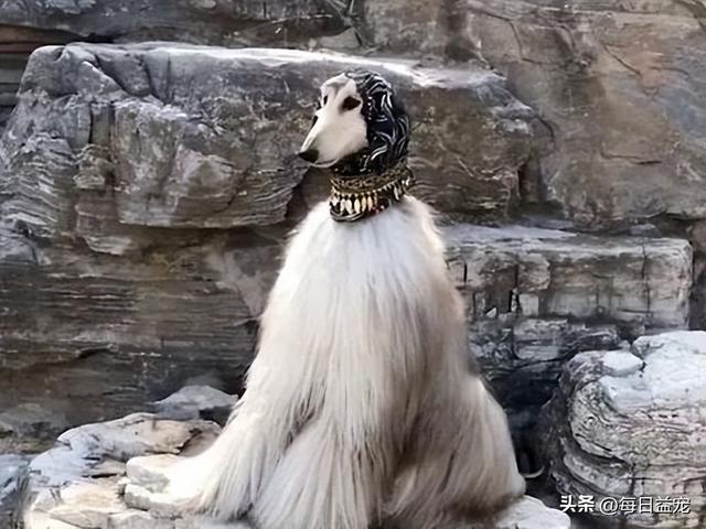 阿富汗猎犬图片及价格(养阿富汗猎犬日常花销大吗)