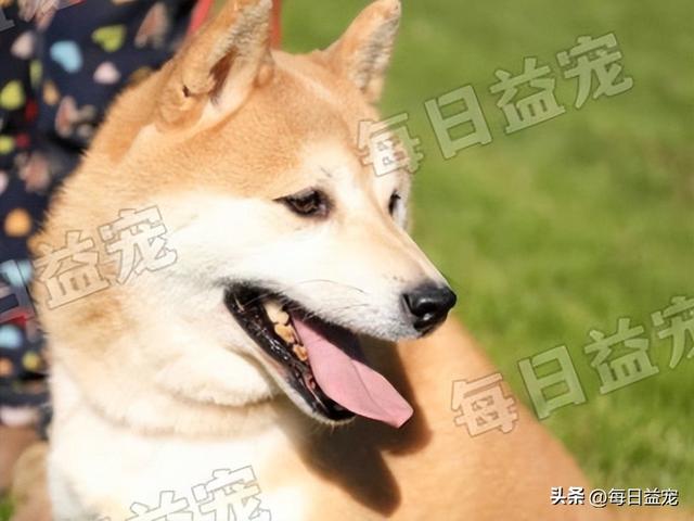 柴犬小狗多少钱一只幼犬可以养(最贵的狗什么狗品种)