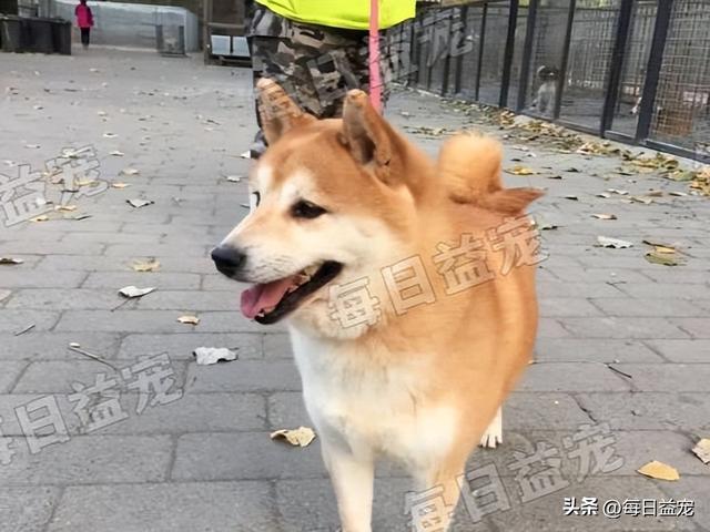 柴犬小狗多少钱一只幼犬可以养(最贵的狗什么狗品种)