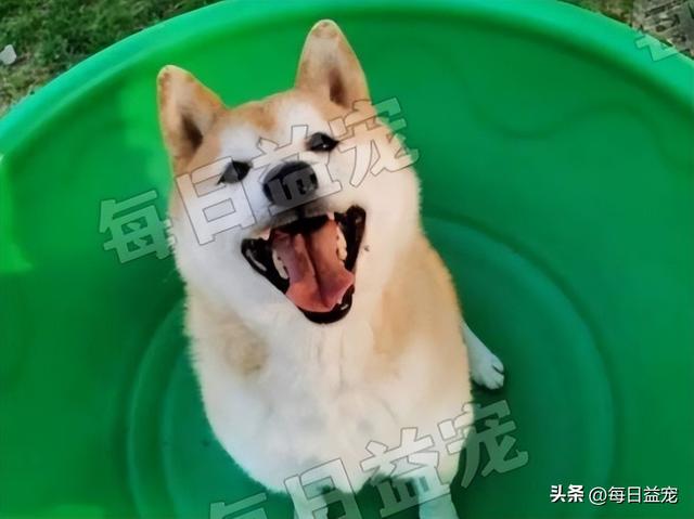 柴犬小狗多少钱一只幼犬可以养(最贵的狗什么狗品种)