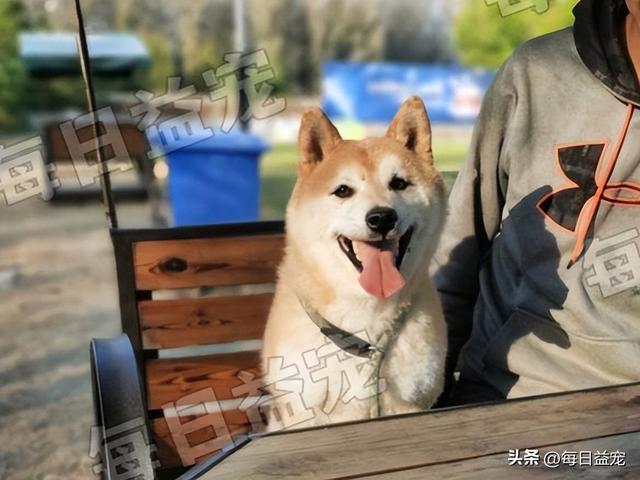 柴犬小狗多少钱一只幼犬可以养(最贵的狗什么狗品种)