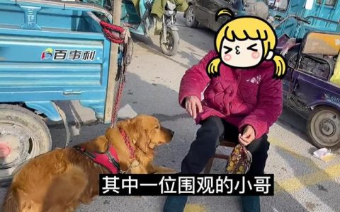 金毛犬多少钱一只幼崽图片（金毛拉到集市上去卖可以吗）