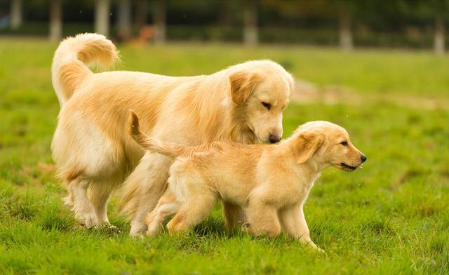 金毛幼犬喂养小常识图片（养金毛要注意哪些事项和饮食）