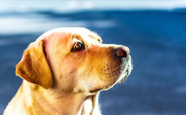 金毛幼犬喂养小常识图片（养金毛要注意哪些事项和饮食）