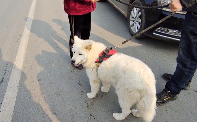 萨摩耶市场价多少钱一只幼犬（大妈出500从狗贩子救下萨摩耶）