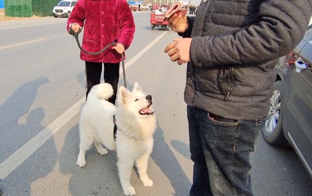 萨摩耶市场价多少钱一只幼犬（大妈出500从狗贩子救下萨摩耶）