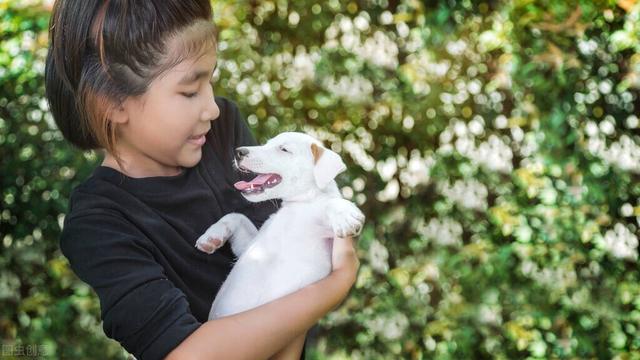 一个月小狗如何喂养好一点（幼犬饲养方法和注意事项有哪些）