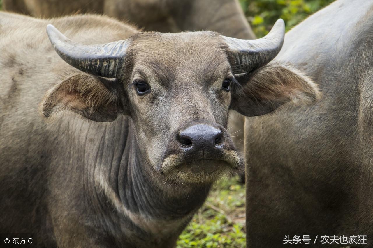 土狗寿命一般能活多少年（家禽家畜寿命排行）