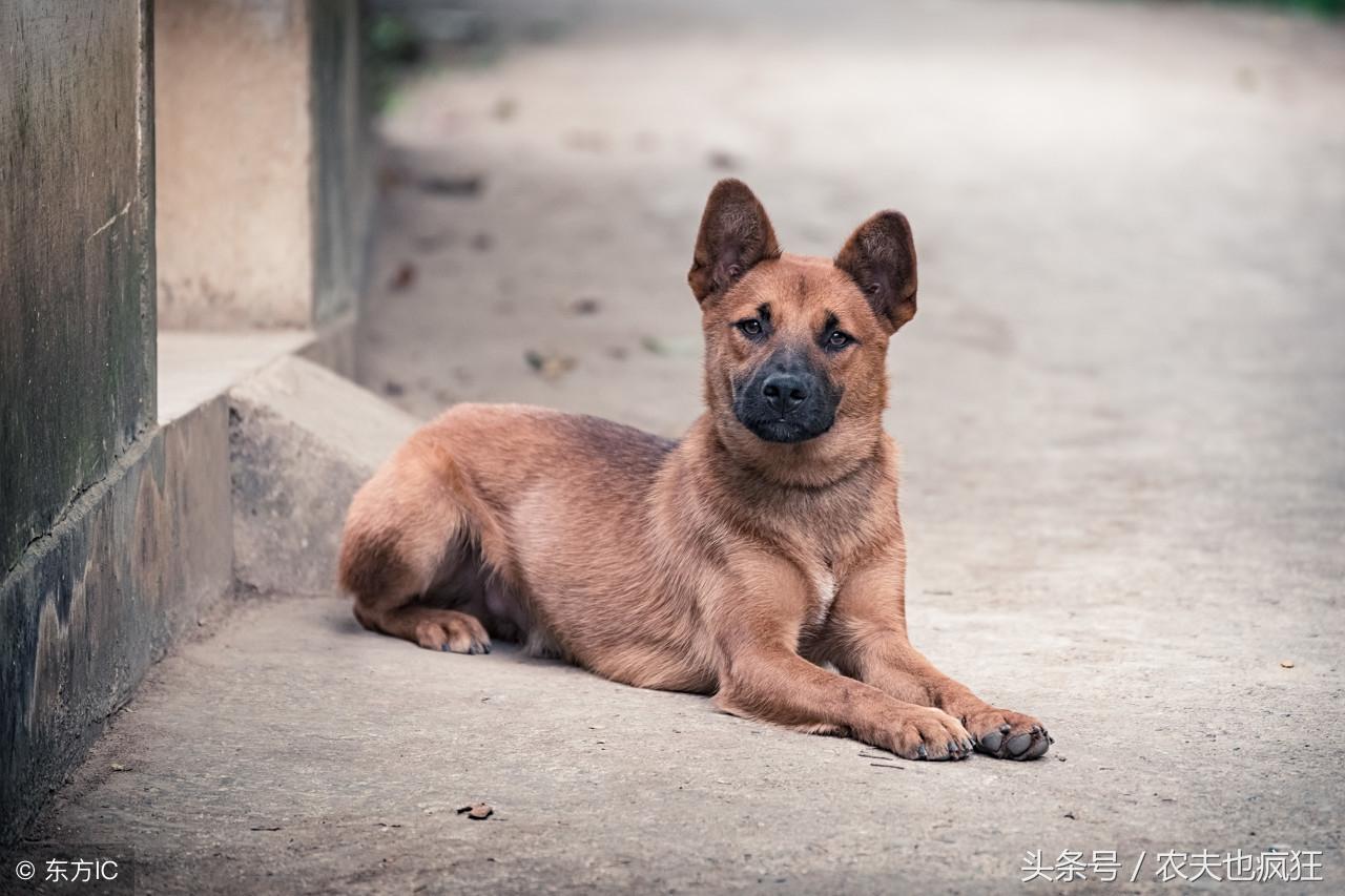 土狗寿命一般能活多少年（家禽家畜寿命排行）