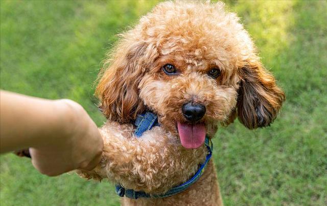 比熊和泰迪杂交犬图片白色（比熊和泰迪哪个好养活）