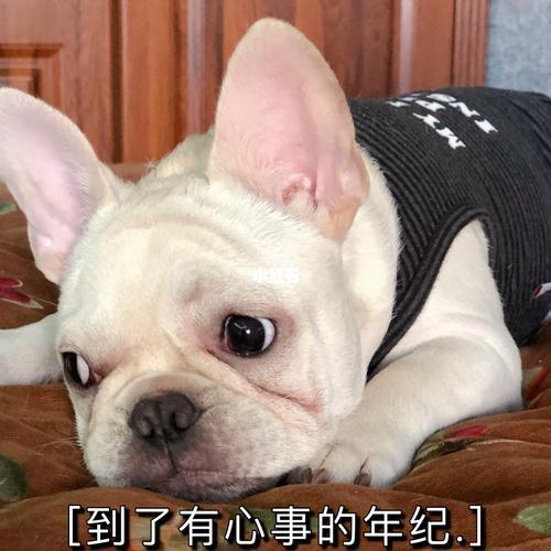 狗会打嗝怎么回事(法斗放屁多且臭的原因是什么)