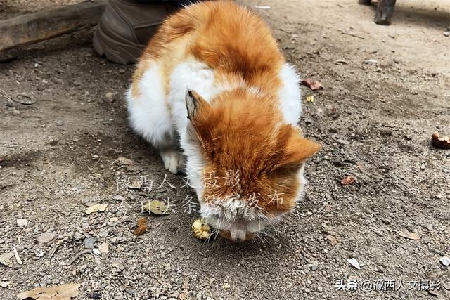 狗能吃板栗吗泰迪狗(烤板栗家常简单做法)