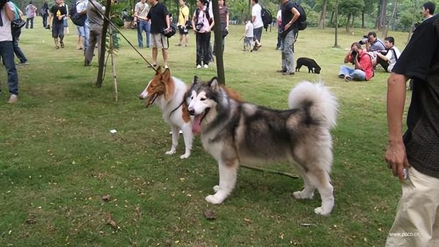 宠物狗不打疫苗会怎么样图片（遛狗要注意哪些事项和细节）