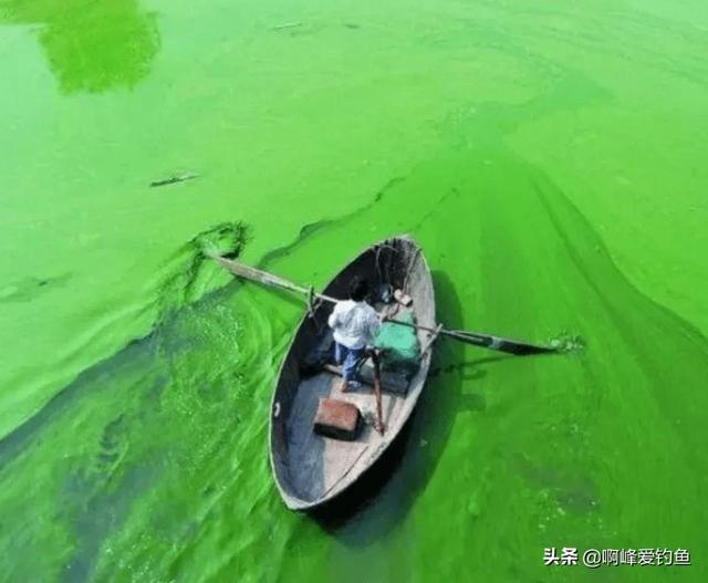 鲢鳙喜欢什么味道饵料好钓（手竿如何钓鲢鳙鱼）