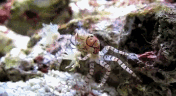 拳击蟹和海葵是什么关系（拳击蟹会把海葵戴在手上）