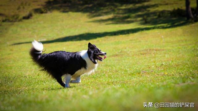 狗狗死后埋哪最合适（如何处理宠物遗体问题的方法有哪些）