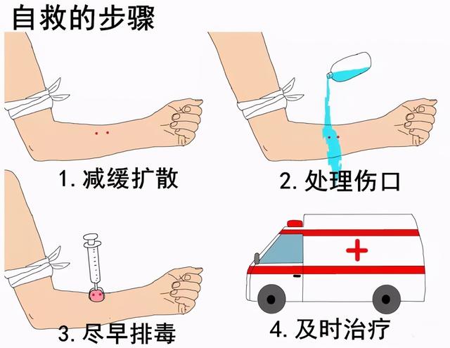 短尾蝮有多毒(被短尾蝮蛇咬了怎么办)