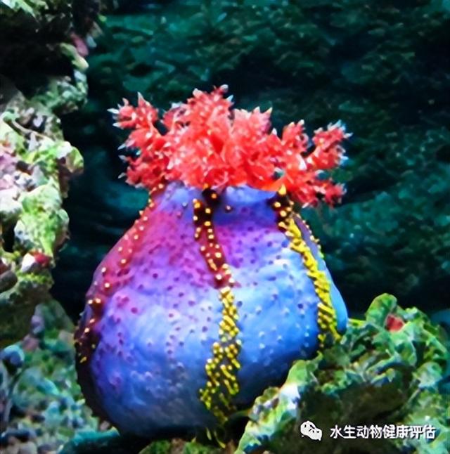 海洋生物海苹果是一种植物还是动物（海苹果是一种什么物质）