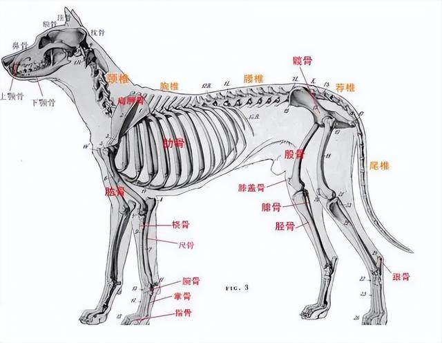 小狗腿骨折了能自愈吗多久（狗狗的骨骼疾病知识点总结）