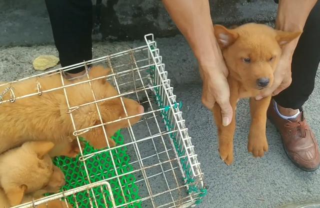 土狗价格多少钱一只幼犬（五红犬价格及图片）