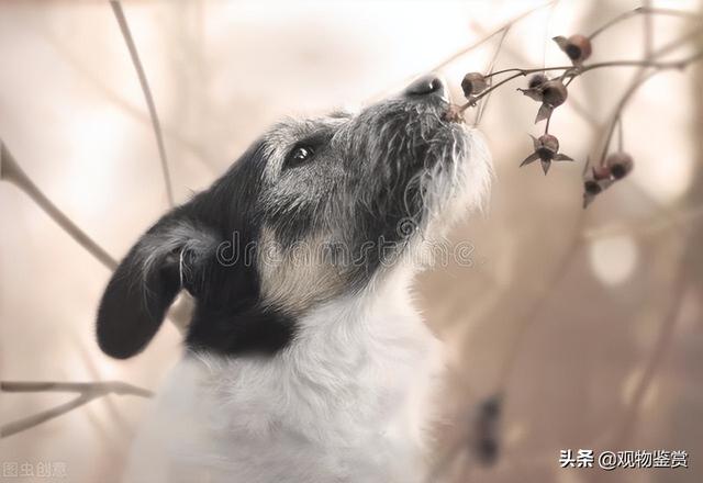 狗不吃东西怎么办还无精打采(狗狗不吃饭有什么办法)