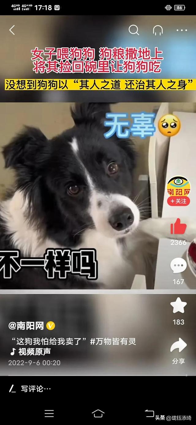 狗狗能不能吃红枣?（边牧把主人教育了会怎么样）