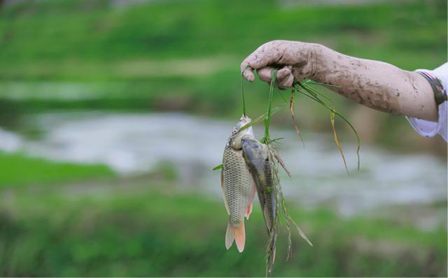 禾花鱼是什么鱼种（河鲜菜品有哪些种类）