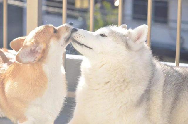 公犬有必要做绝育吗（公狗绝育和不绝育有什么区别图片）