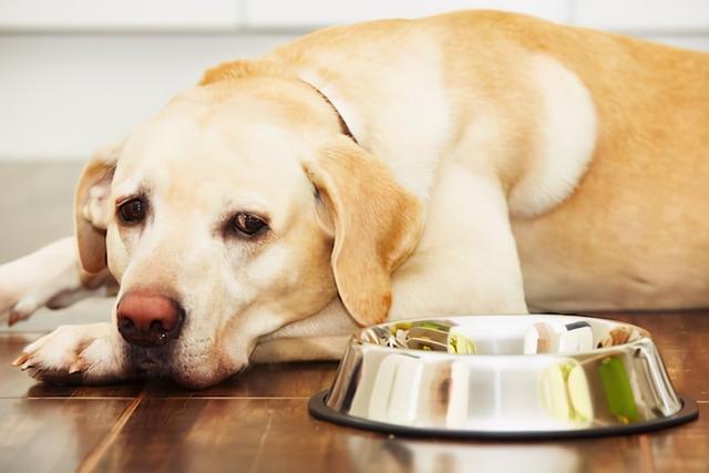 幼犬可不可以吃成犬狗粮(狗粮的挑选技巧有哪些)