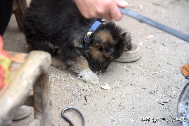 狗能吃板栗吗泰迪狗(烤板栗家常简单做法)