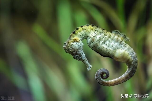 海马的活动方式和活动特点（海马爸爸为什么生宝宝而不是海马妈妈生宝宝）